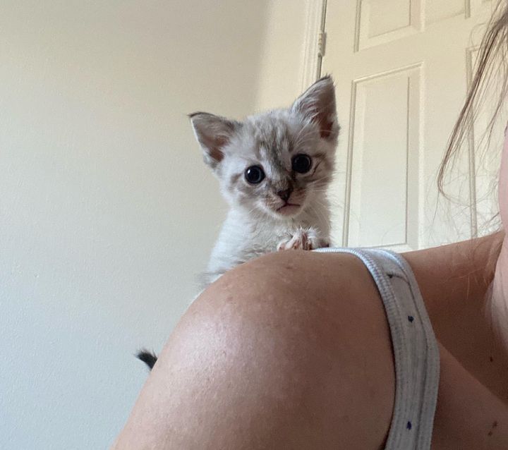 tiny shoulder kitten